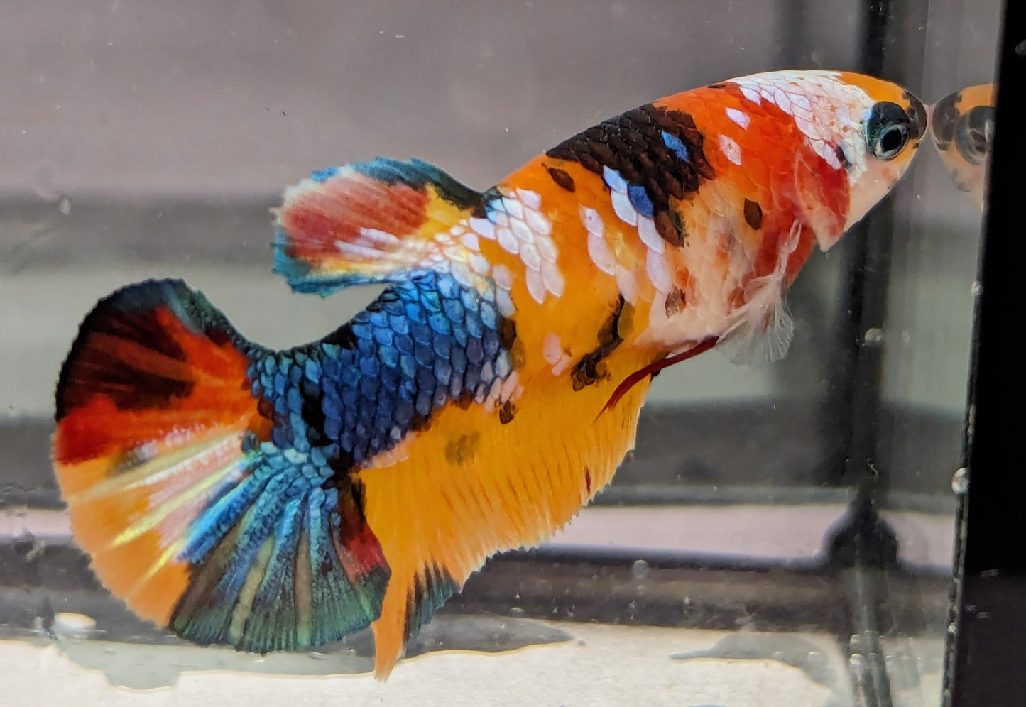Nemo Galaxy Plakat Female