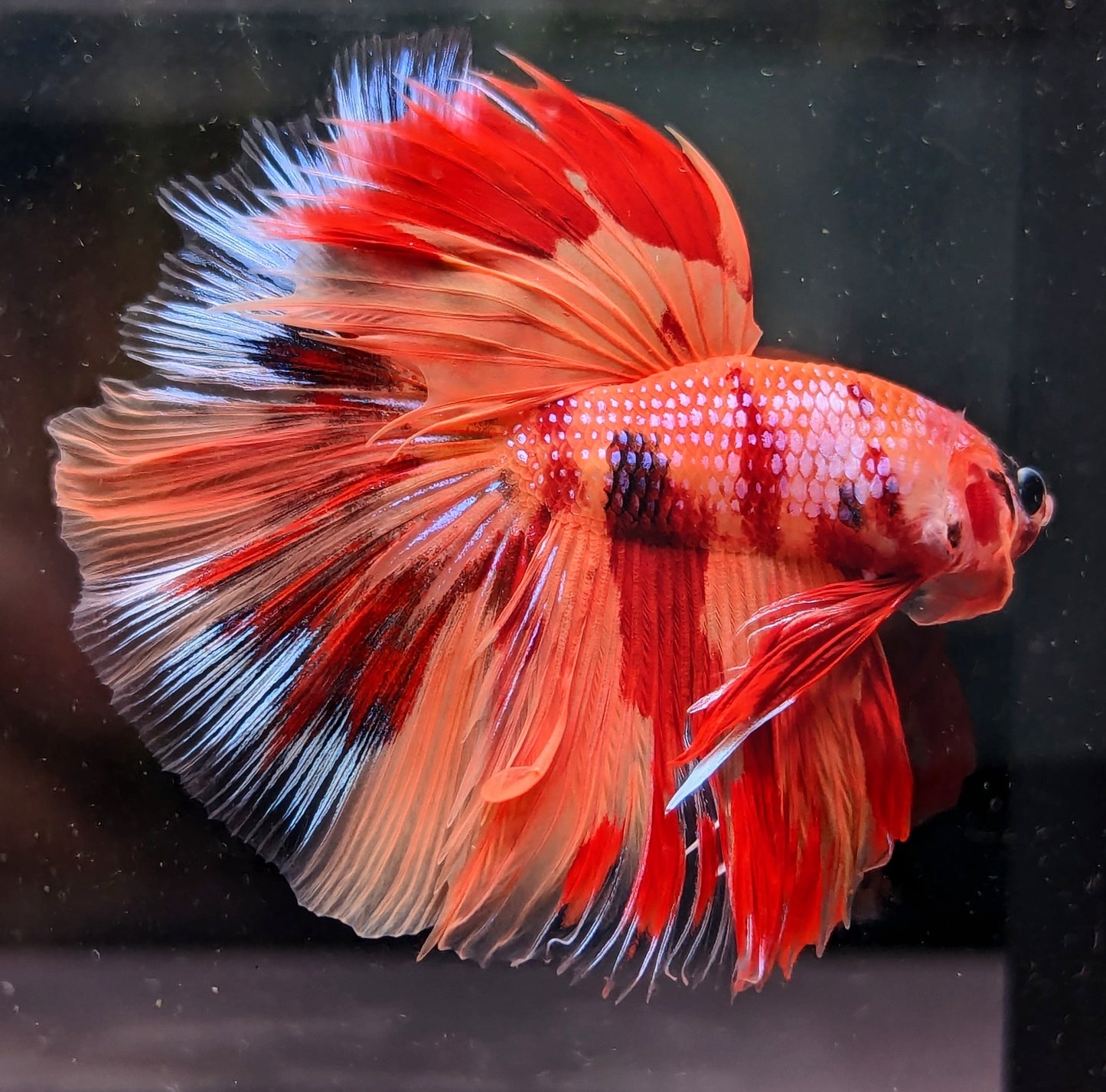 Nemo Galaxy Halfmoon