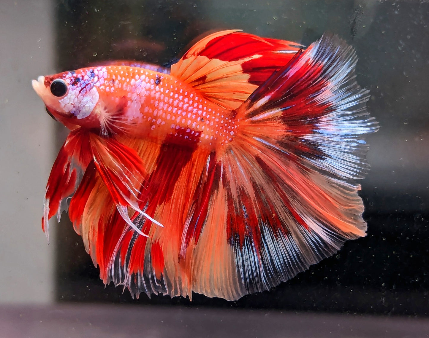 Nemo Galaxy Halfmoon