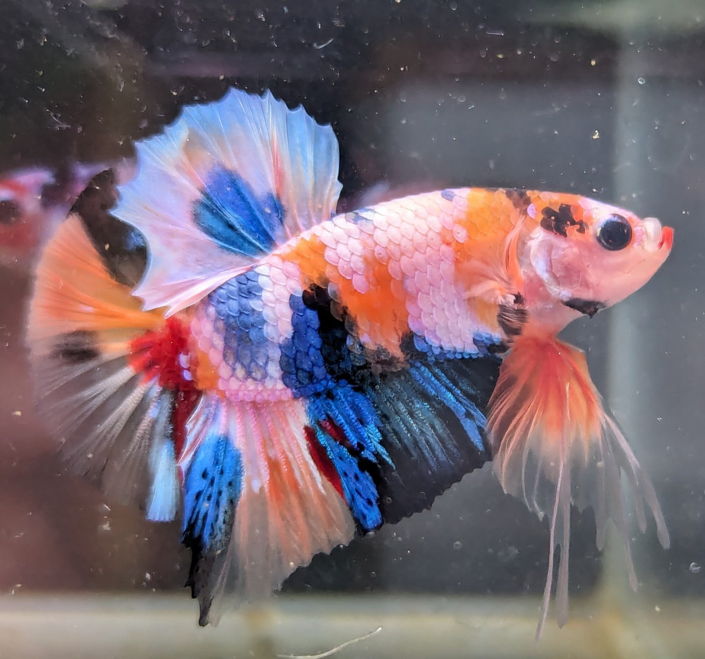 Nemo Galaxy Plakat Male