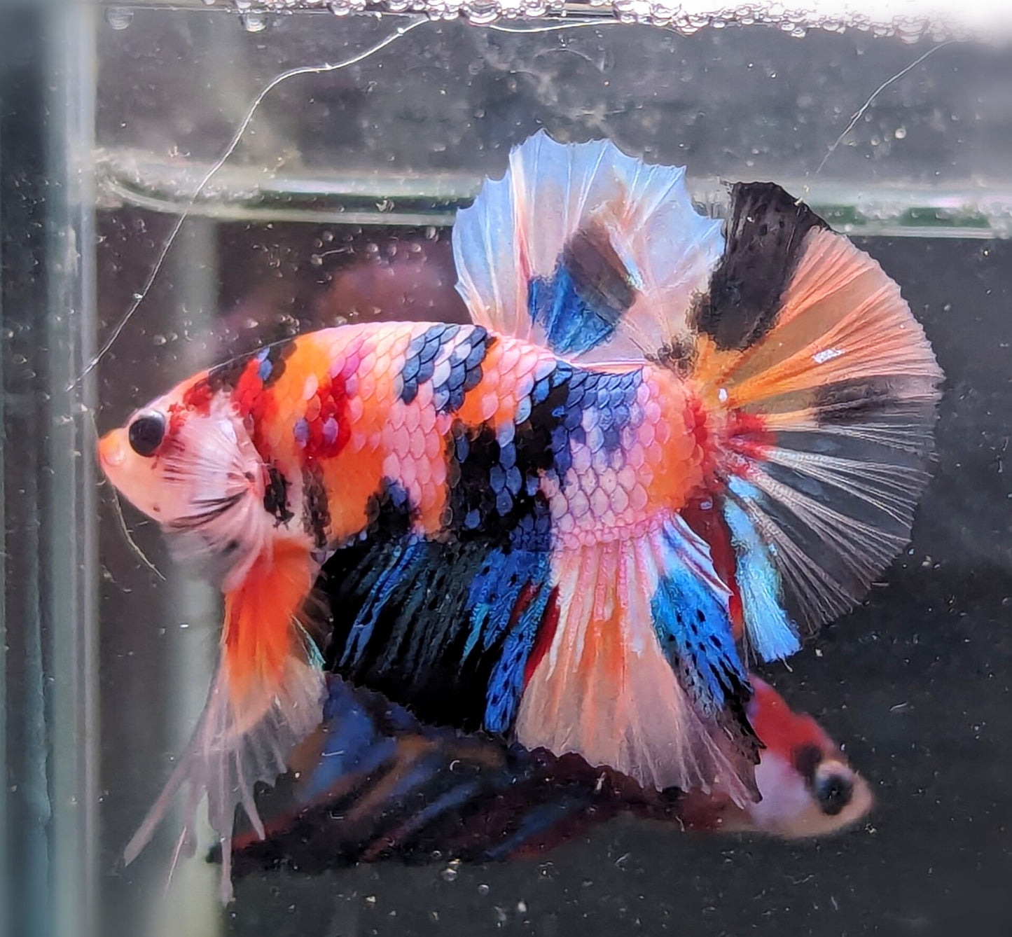 Nemo Galaxy Plakat Male