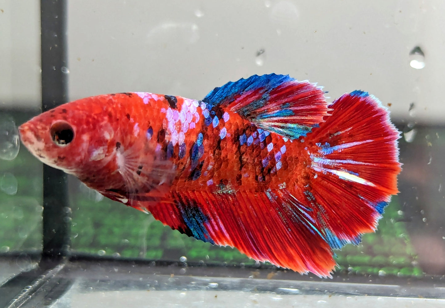 Red Galaxy Halfmoon female