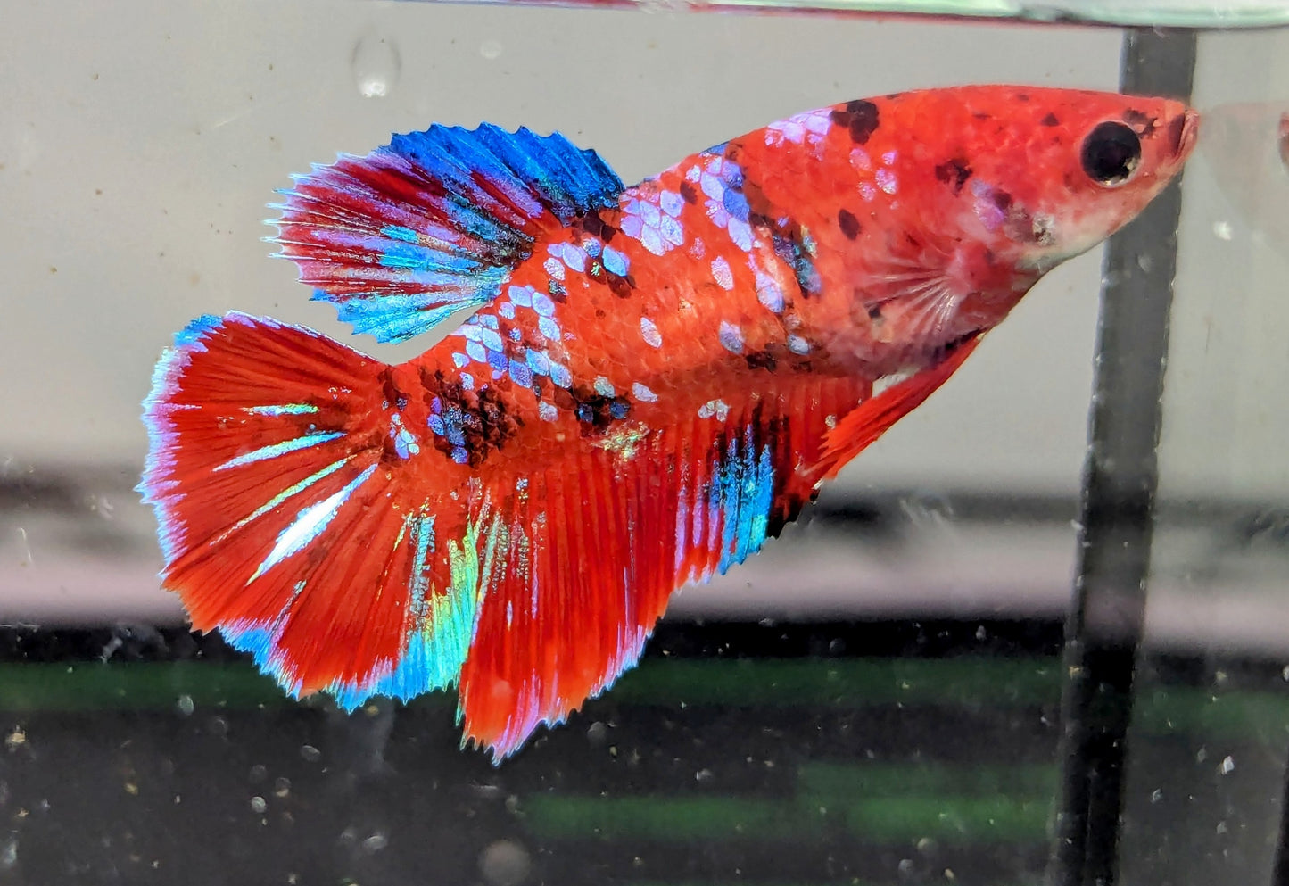 Red Galaxy Halfmoon female