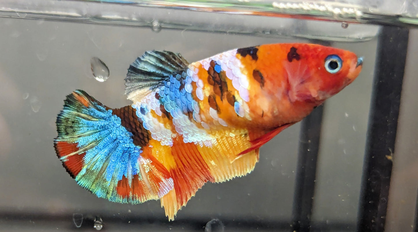 Nemo Galaxy Plakat – TriStar State Bettas