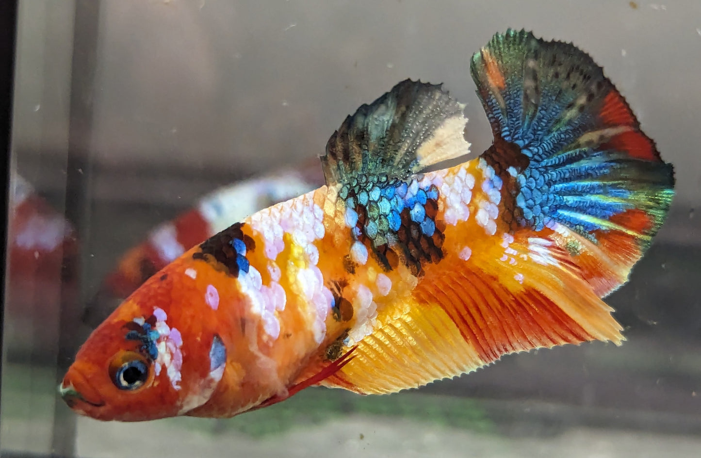 Nemo Galaxy Plakat – TriStar State Bettas