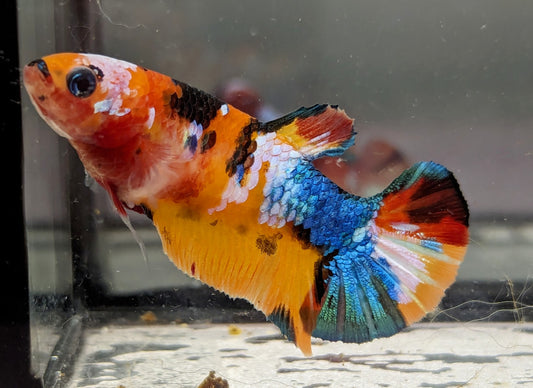 Nemo Galaxy Plakat Female