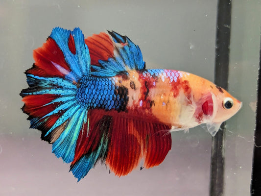 Nemo Galaxy Halfmoon Female