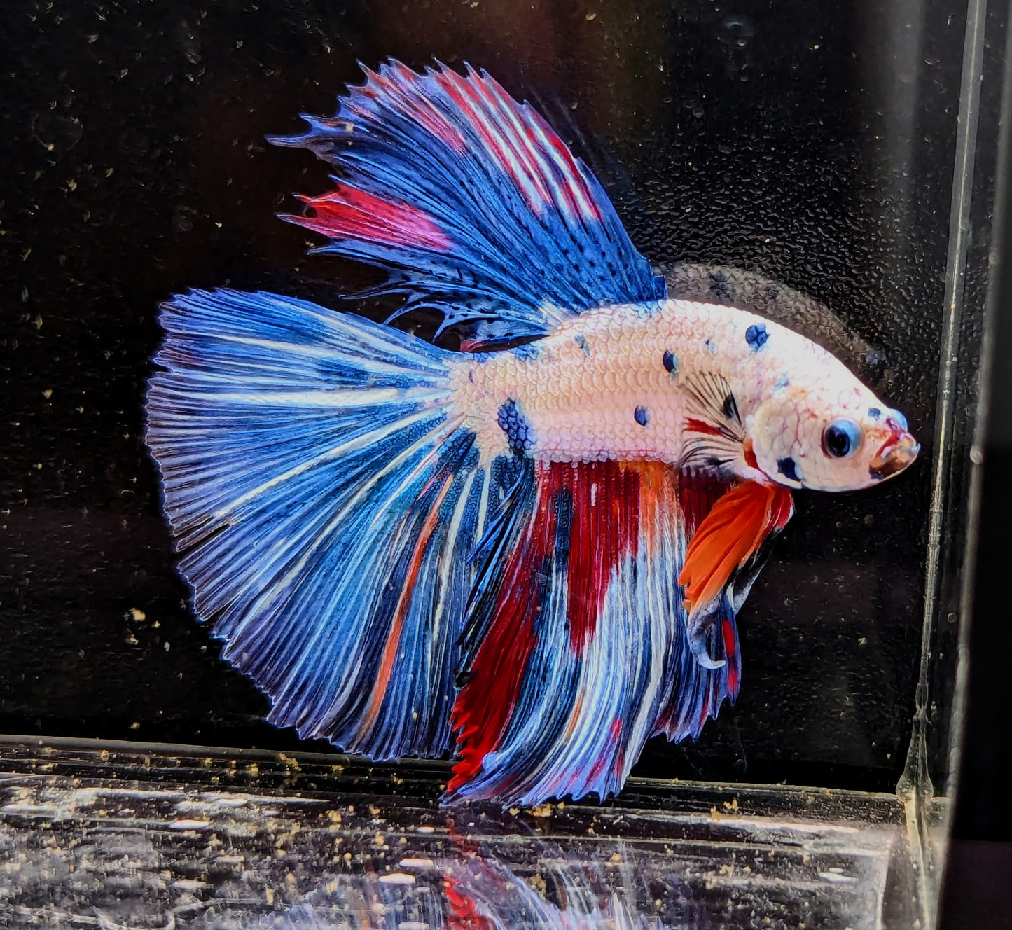 Marble Halfmoon Male