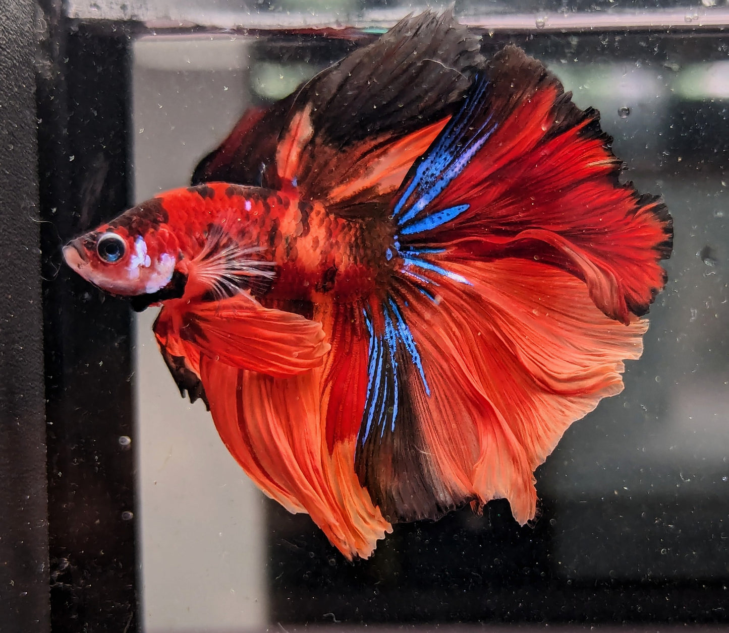 Nemo Galaxy Halfmoon Male