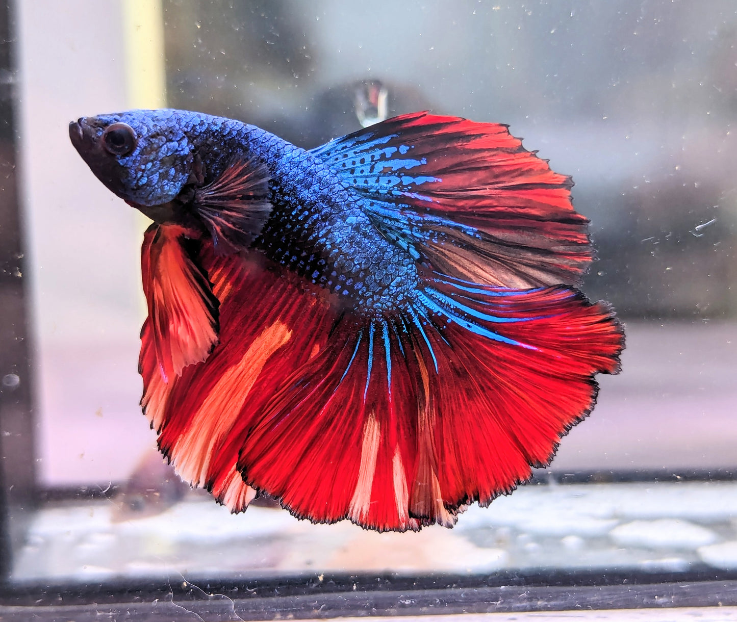 Nemo Galaxy Halfmoon Male