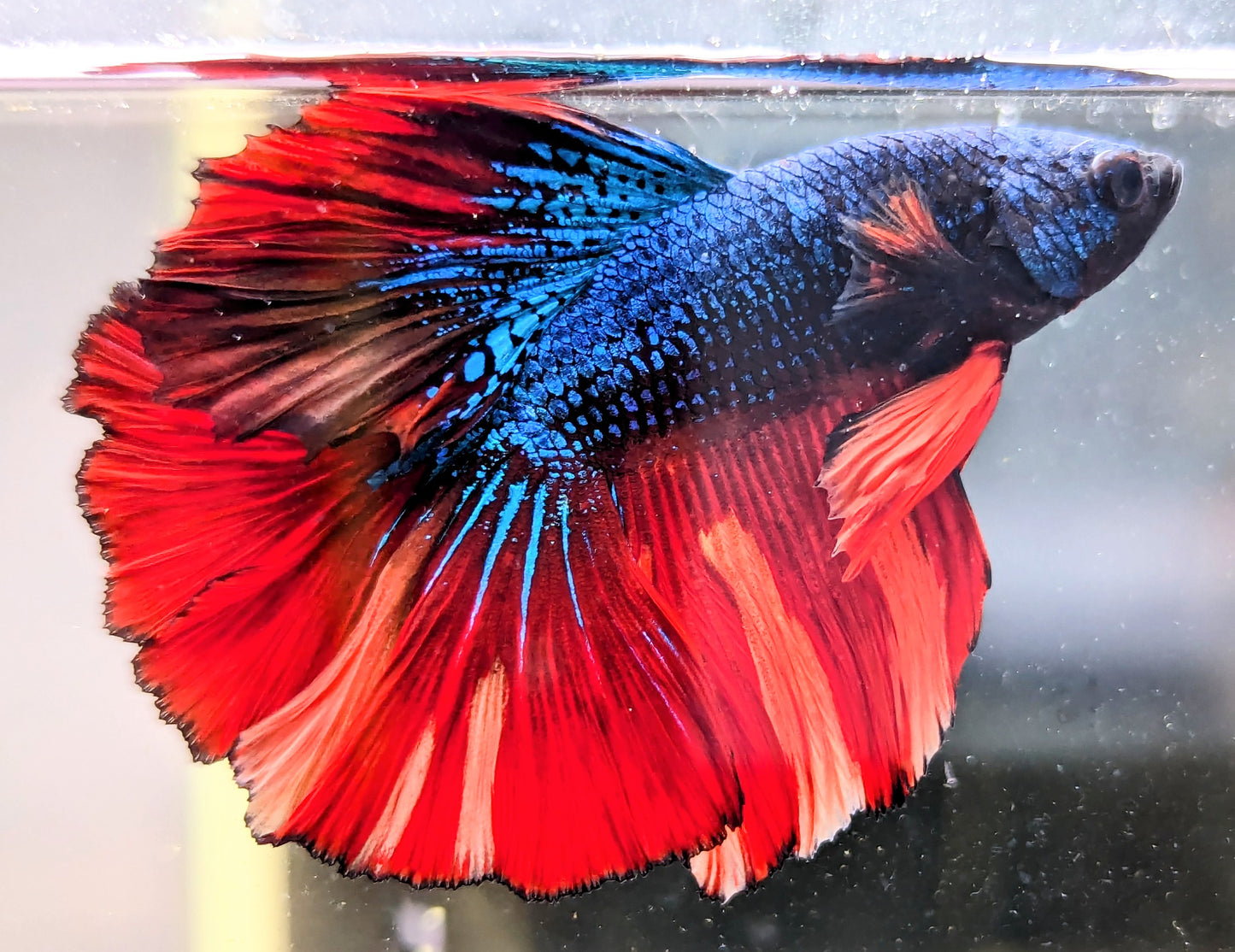 Nemo Galaxy Halfmoon Male