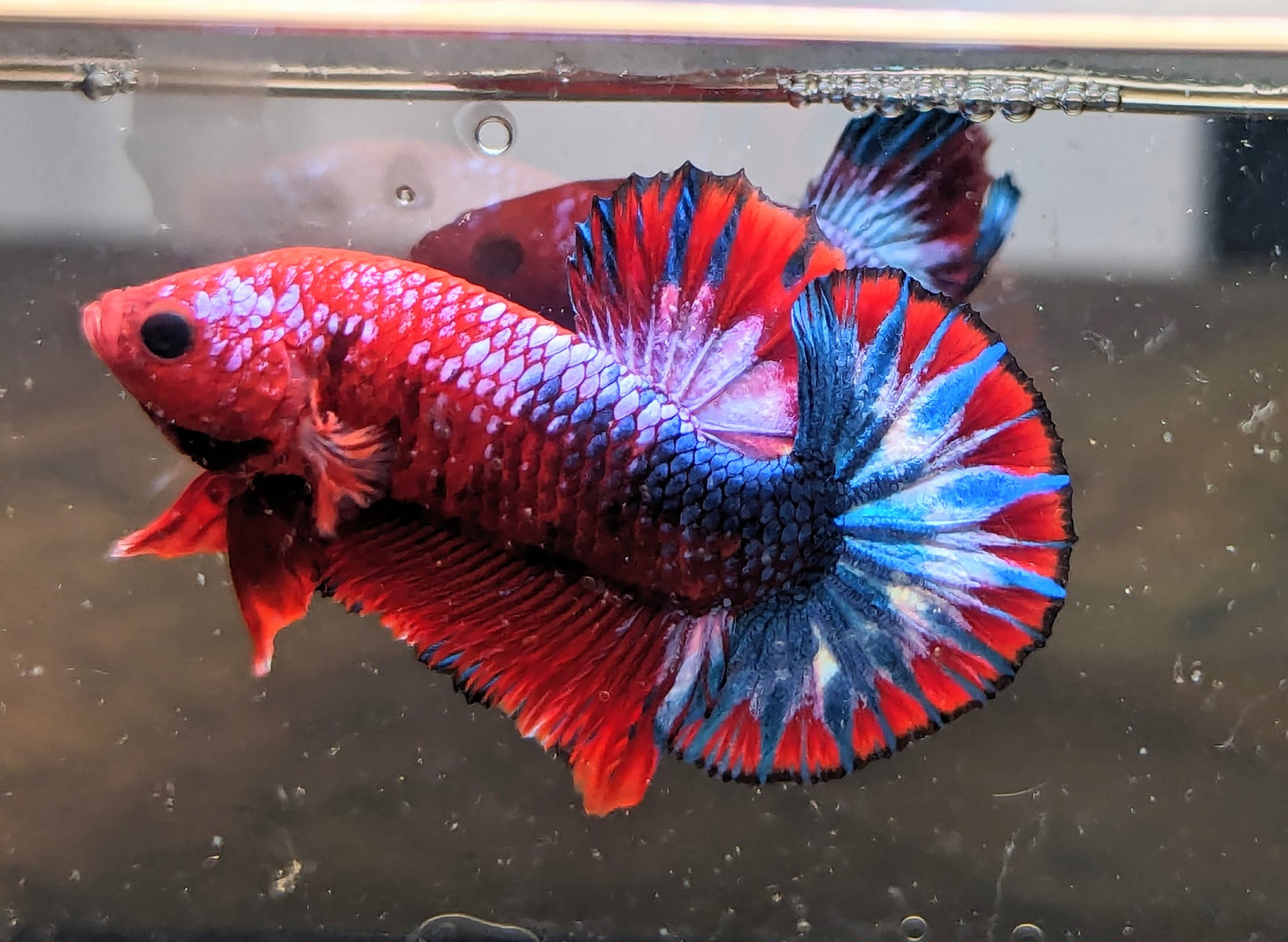 Red Fancy Male