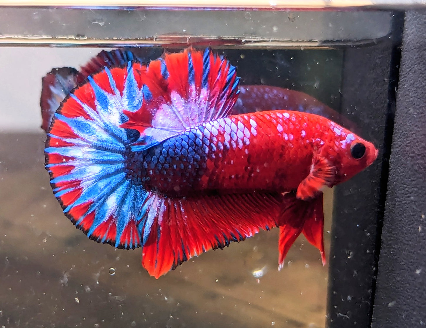 Red Fancy Male