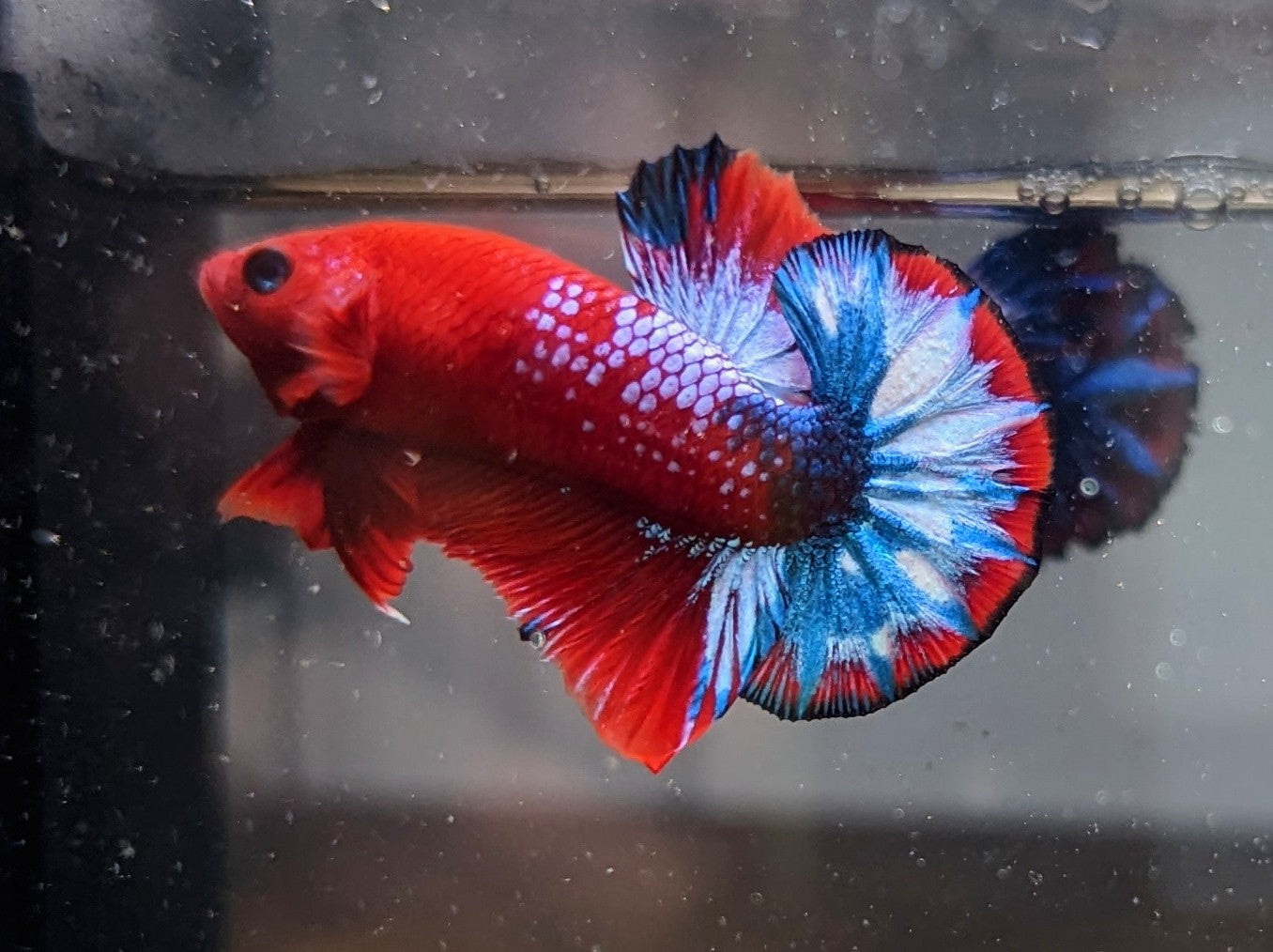 Red Fancy Male