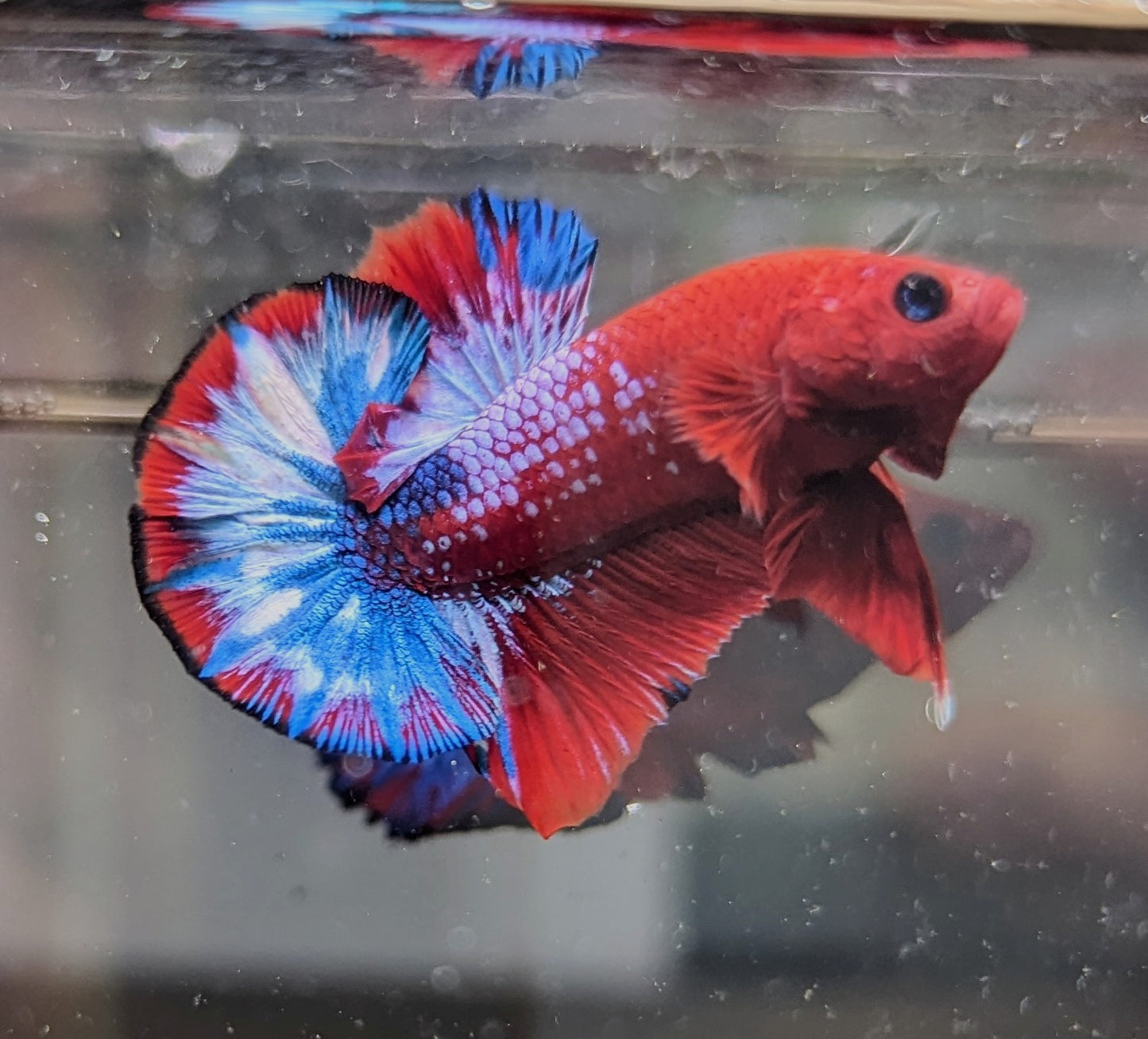 Red Fancy Male