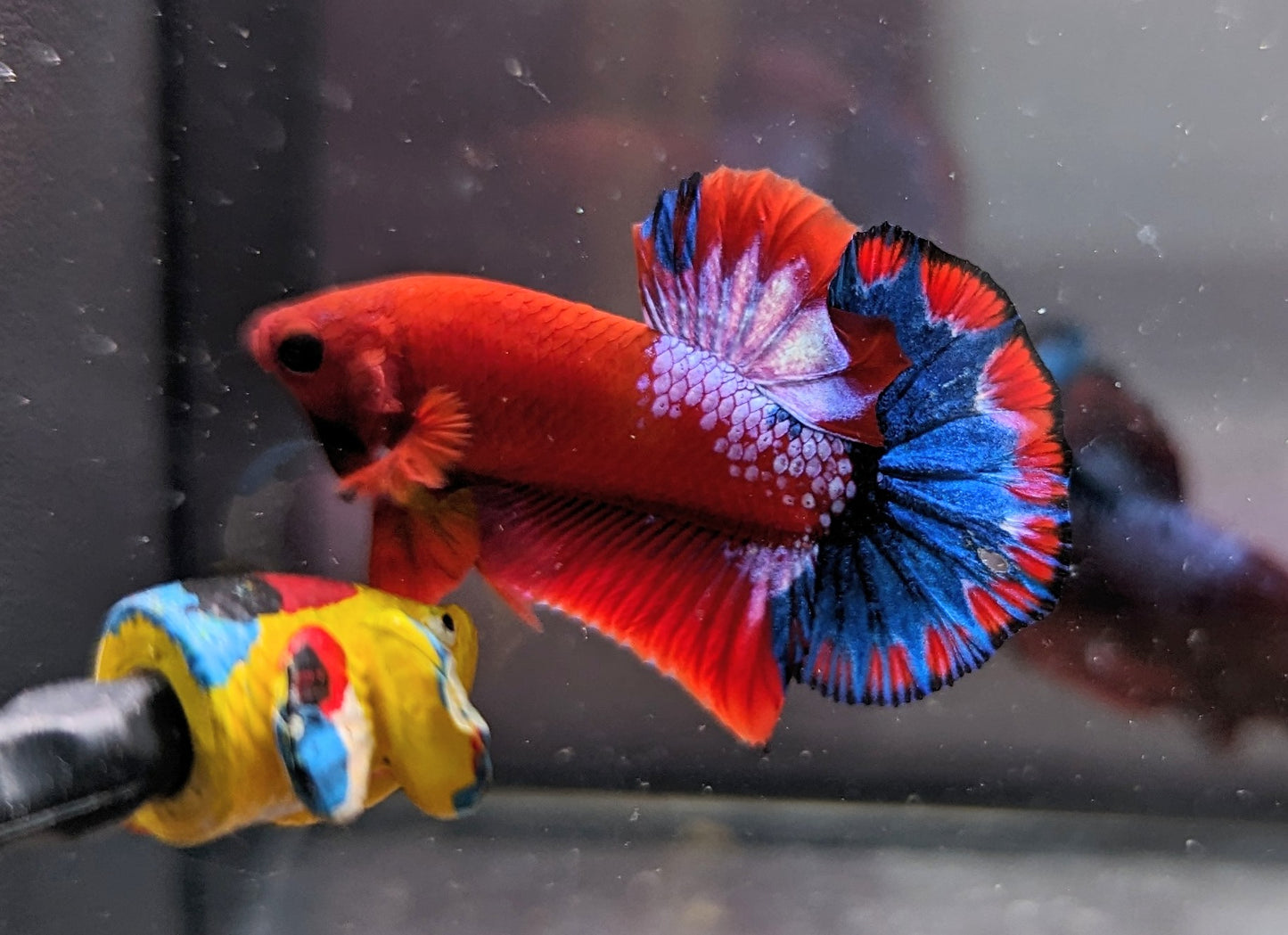 Red Fancy Male