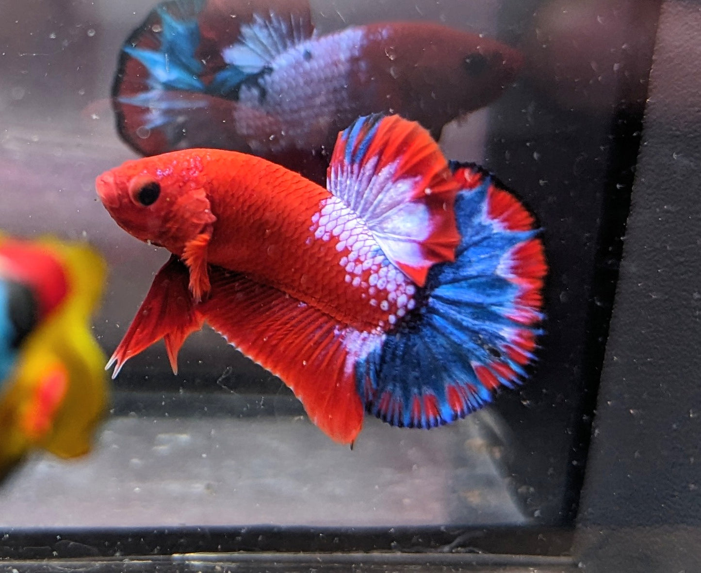 Red Fancy Male