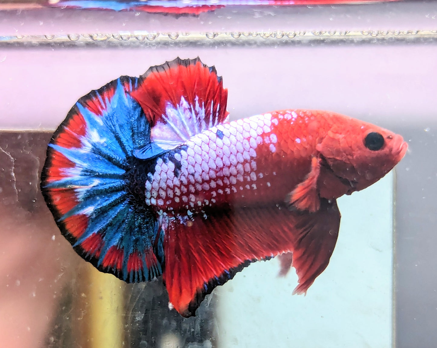 Red Fancy Male