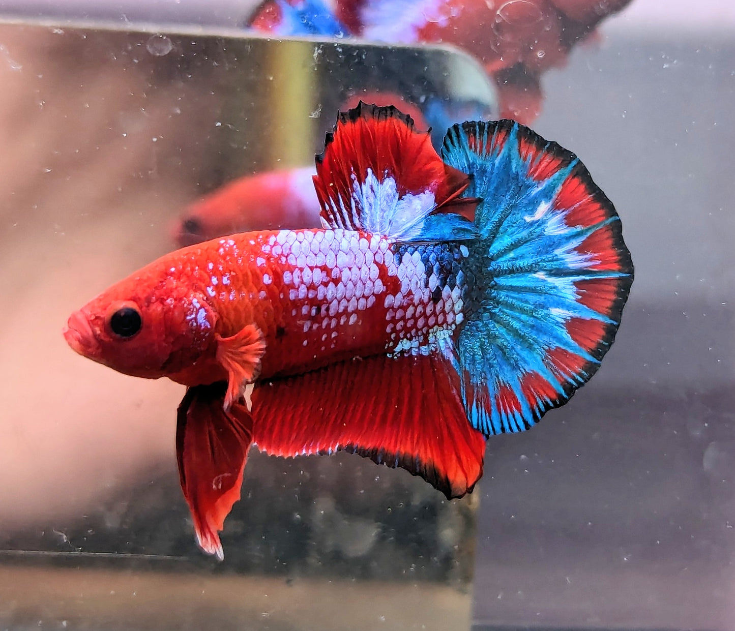 Red Fancy Male