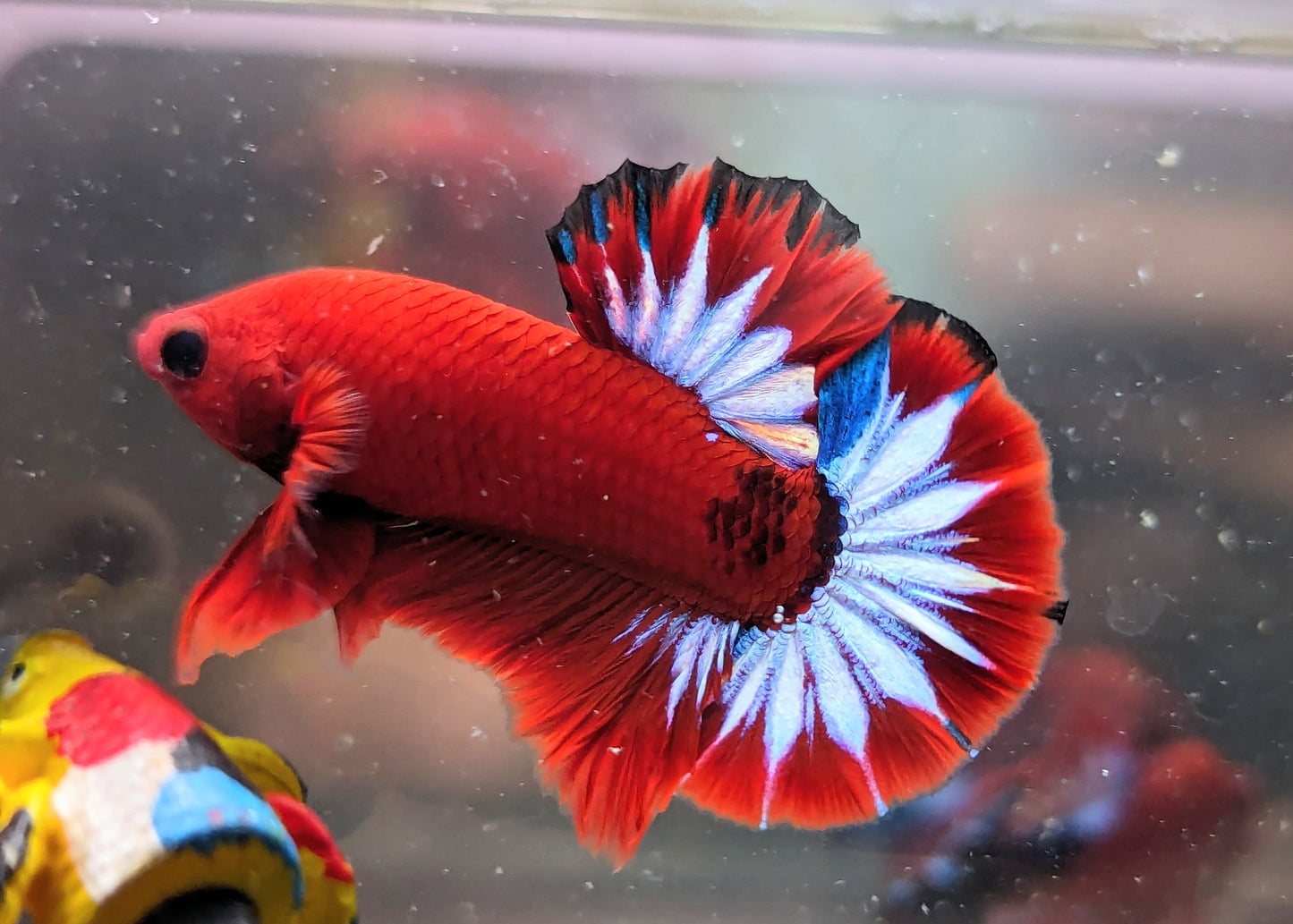 Red Fancy Male