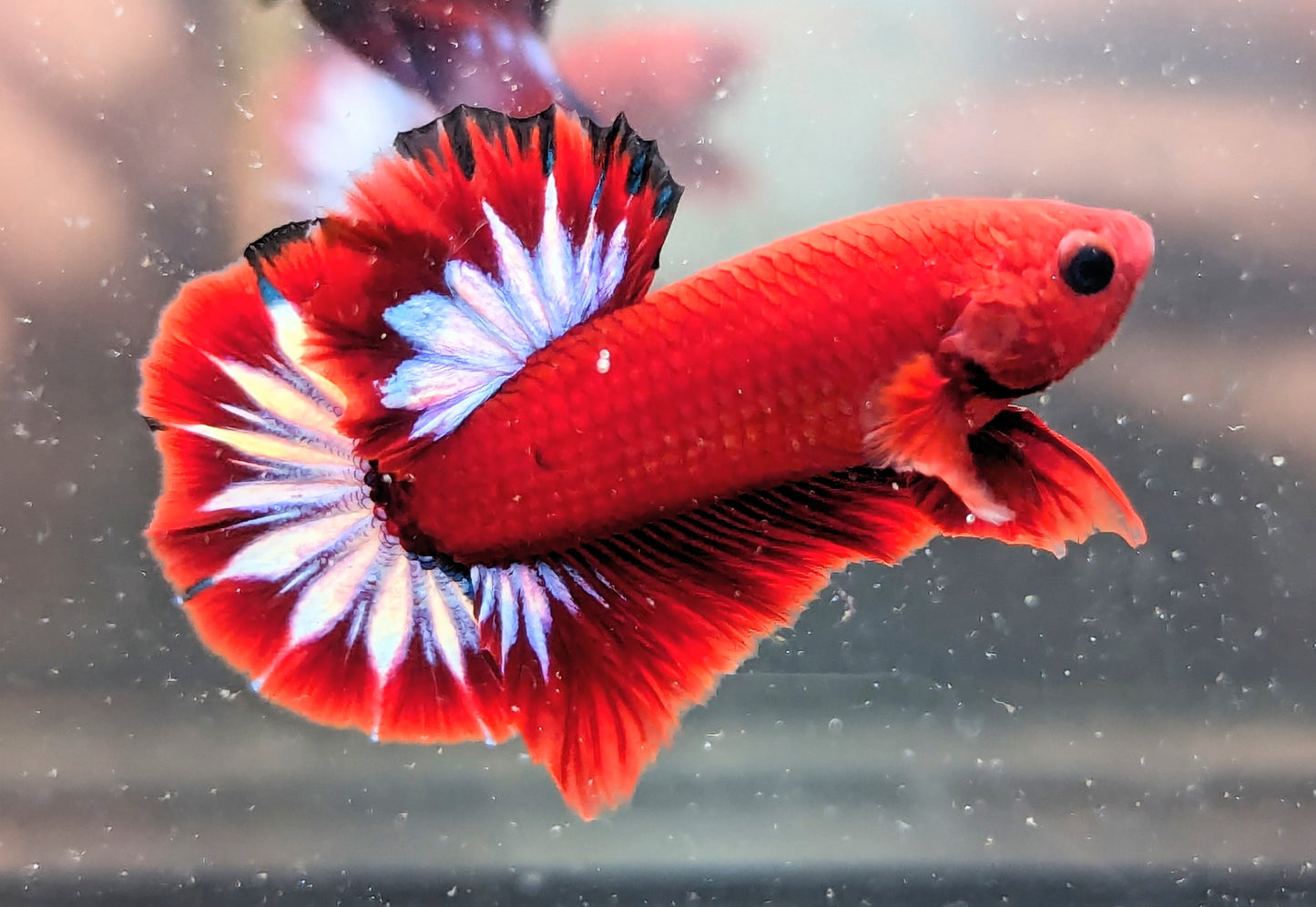 Red Fancy Male