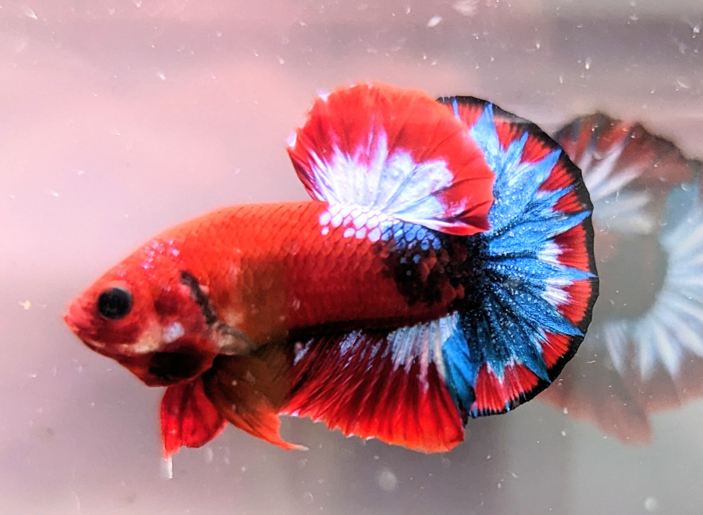 Red Fancy Male