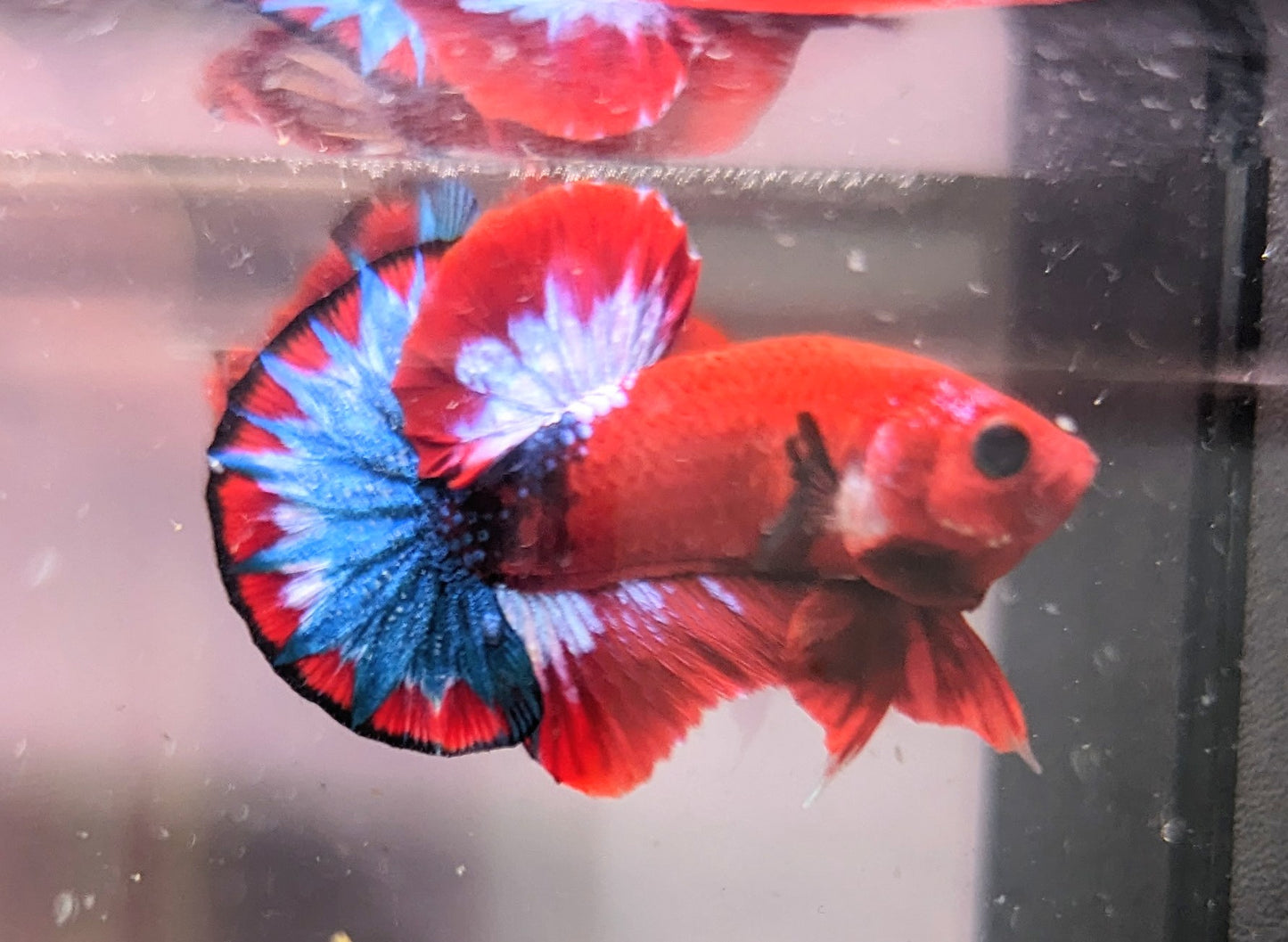 Red Fancy Male