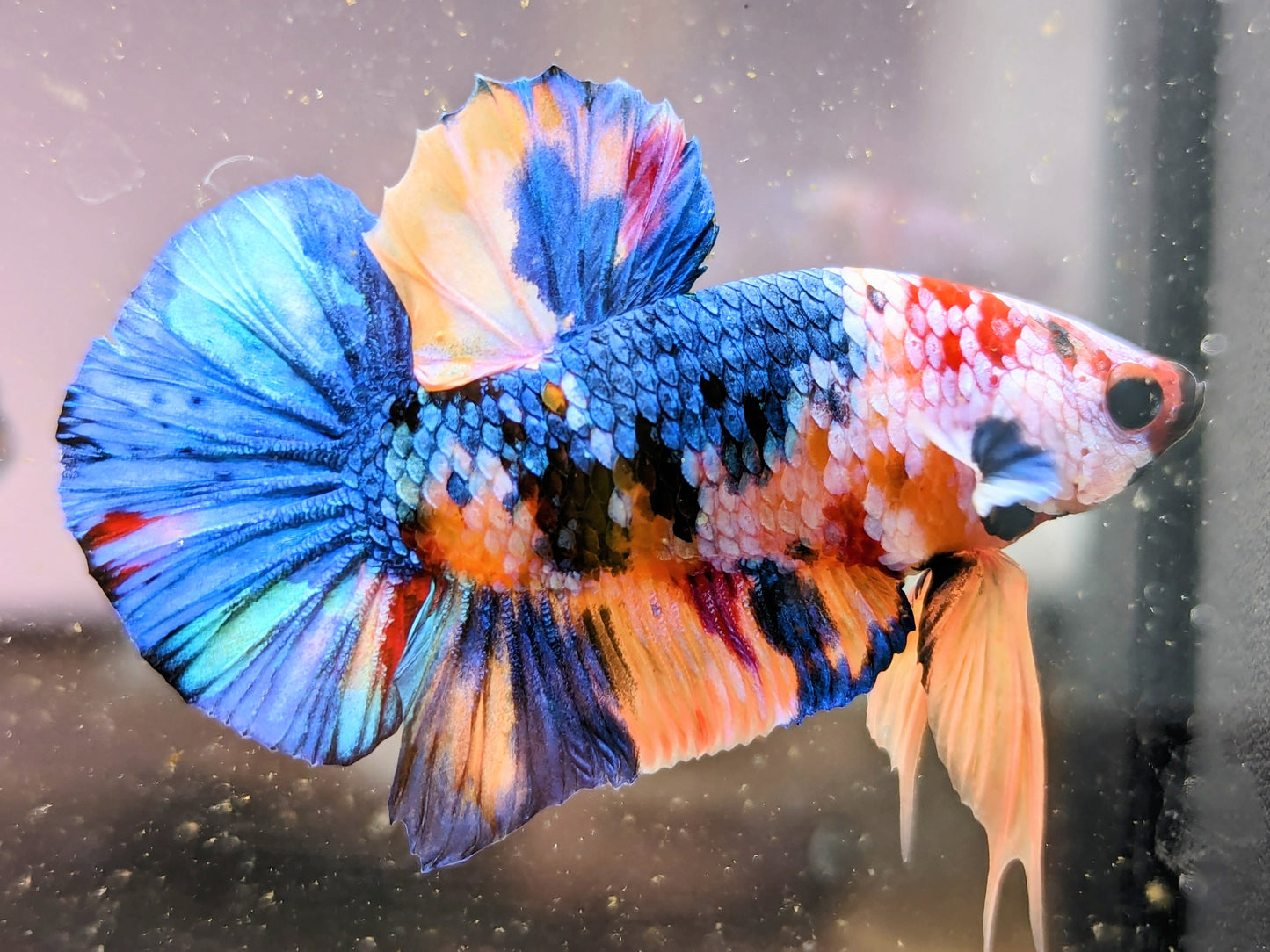 Nemo Galaxy Plakat Male