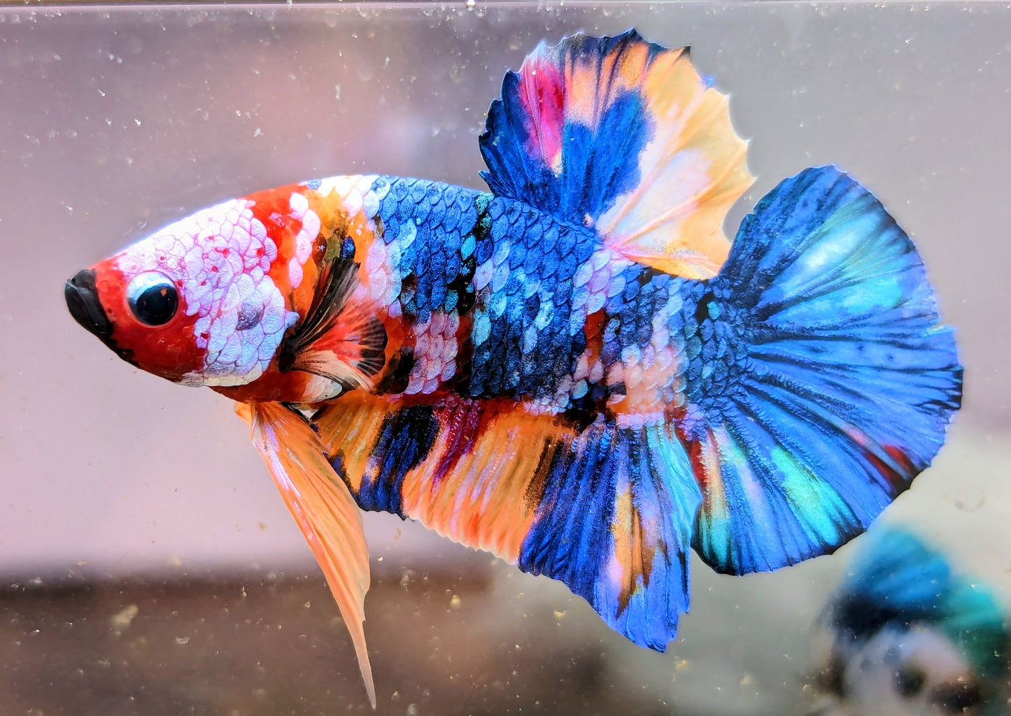 Nemo Galaxy Plakat Male