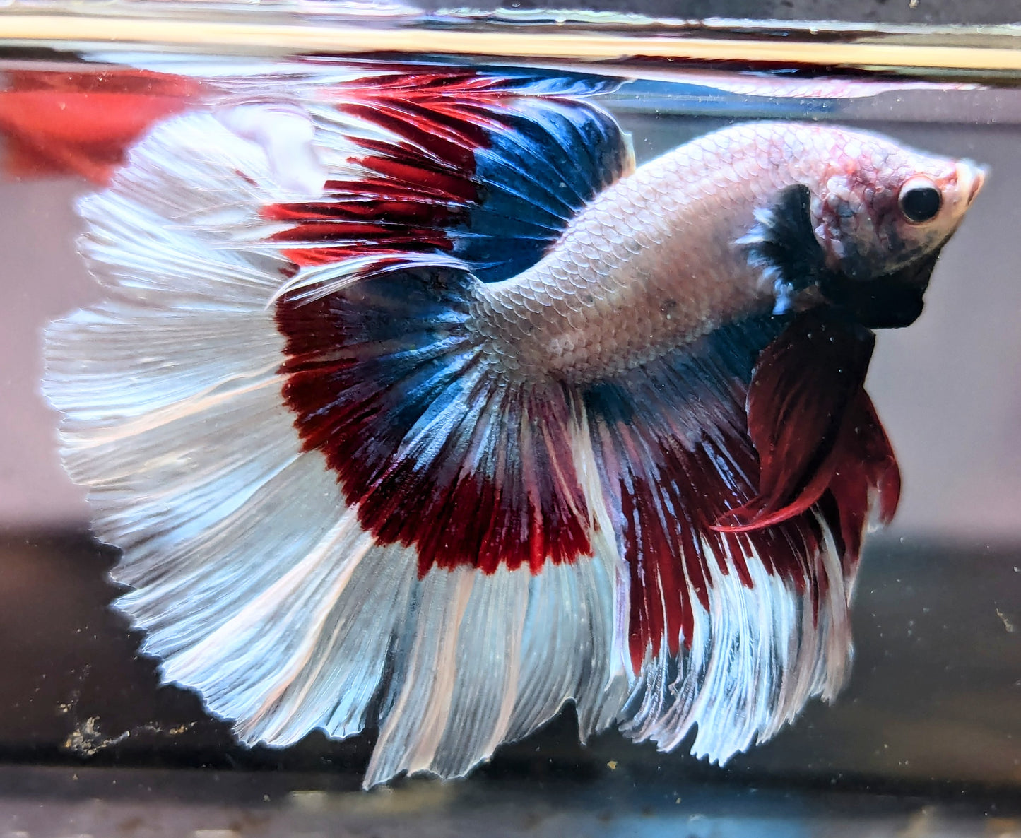 Fancy Pearl Halfmoon Male