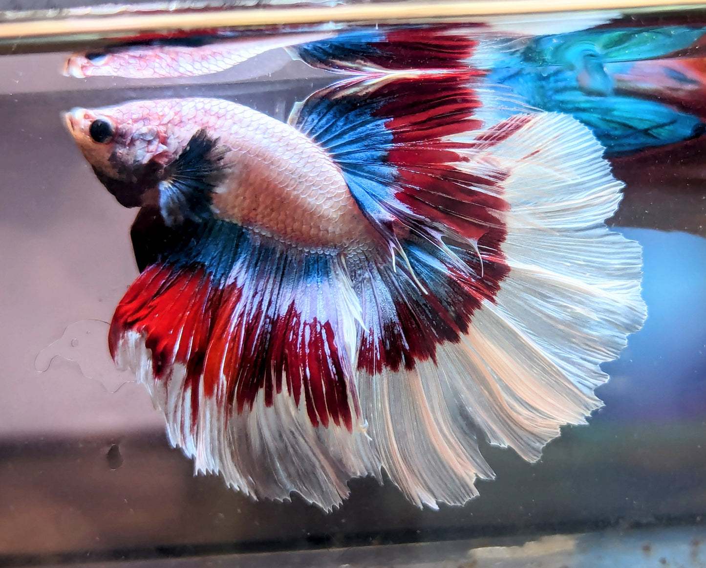 Fancy Pearl Halfmoon Male