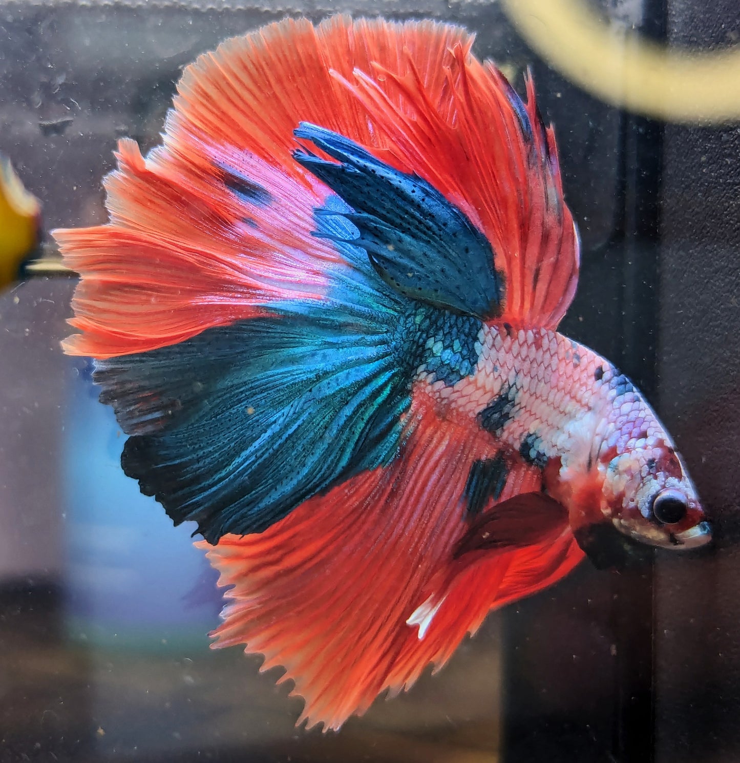 Fancy Marble Halfmoon Male