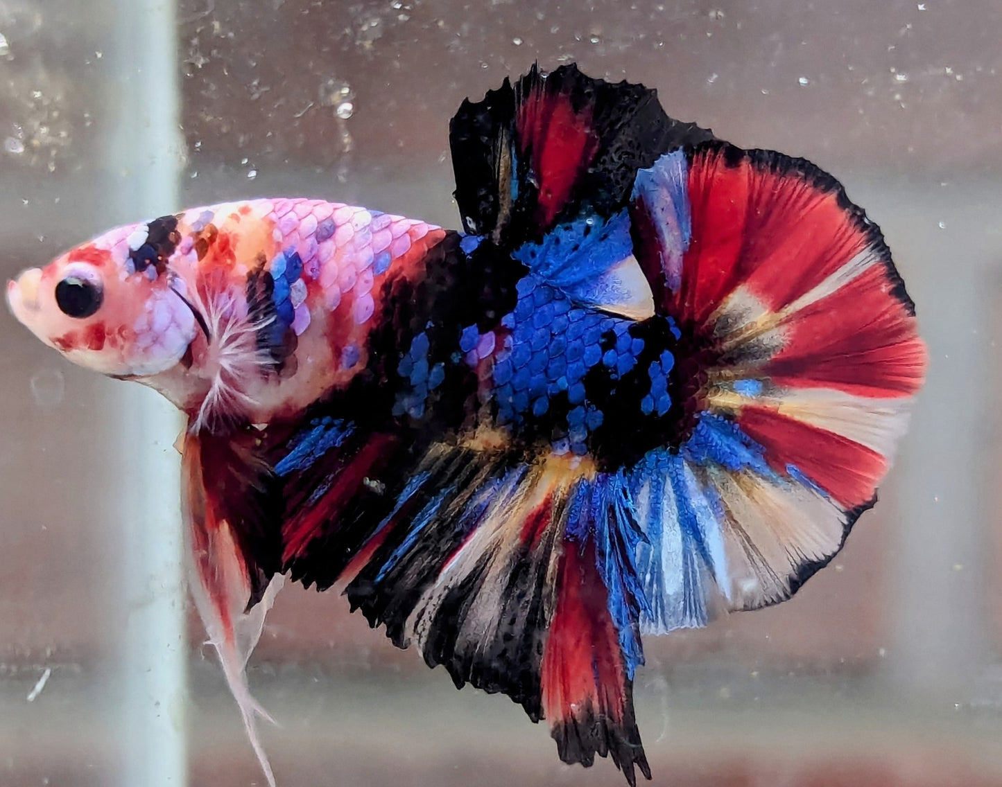 Nemo Galaxy Plakat Male