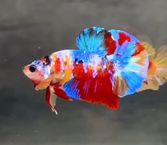 Red Nemo Galaxy Plakat