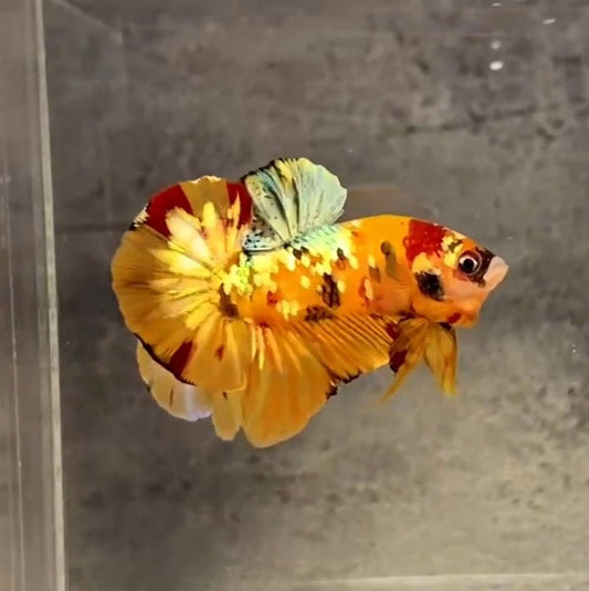 Nemo Copper Plakat